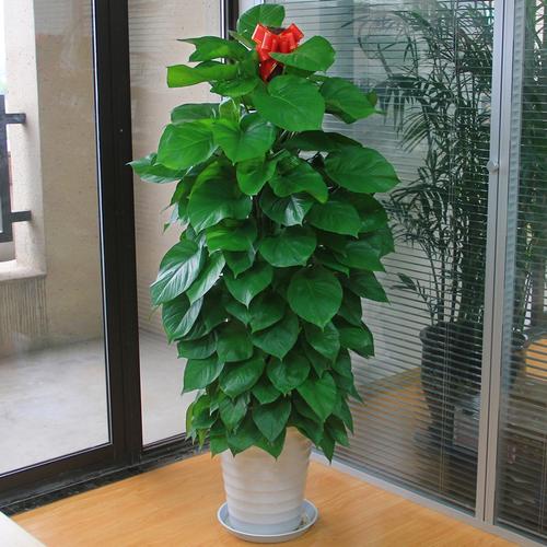 热卖大绿萝盆栽办公室客厅室内吸甲醛除异味植物花卉大型绿植