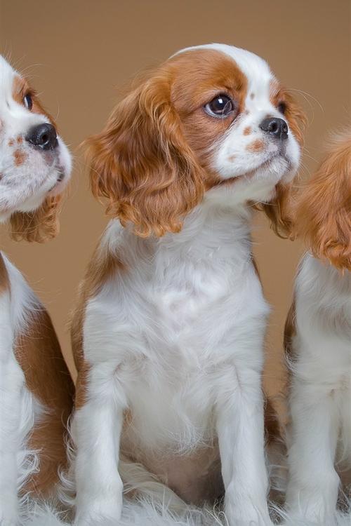 壁纸 可爱的三只狗,小狗 2880x1800 hd 高清壁纸, 图片, 照片