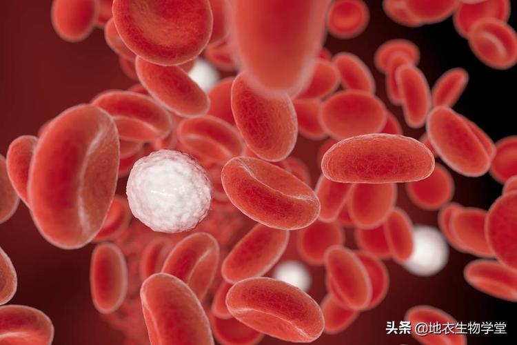哺乳动物成熟红细胞是真核细胞吗
