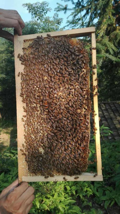 百年传承养蜂人