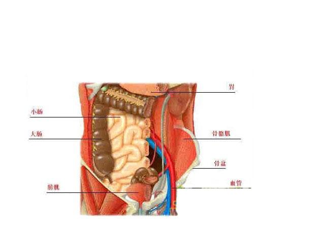 女性下腹部解剖图谱-人体解剖图