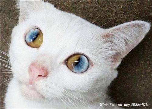 猫咪眼睛颜色有几种?赤橙黄绿青蓝紫简直可以拼成彩虹!
