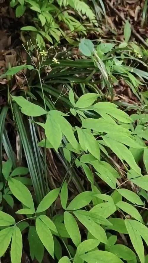 红毛七,也叫红山七,是一种多年生的草本植物