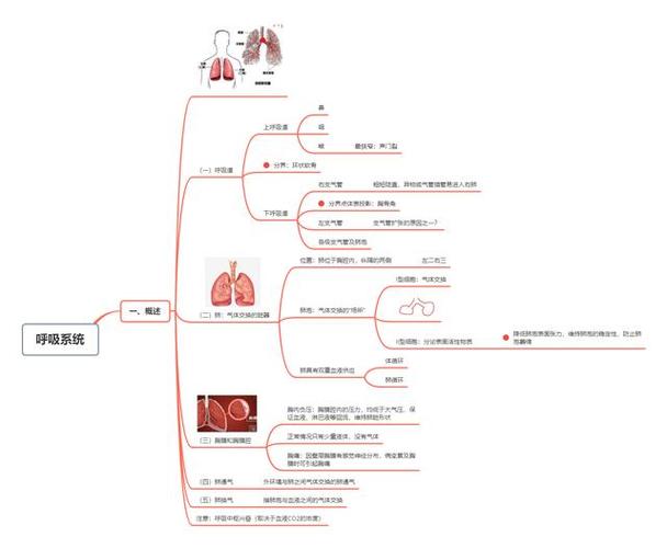 护理考研丨内科护理—①呼吸系统概述-思维导图