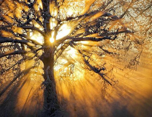 风景 阳光透过树林 太阳初升 唯美 意境