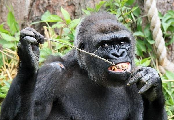大猩猩呲牙咧嘴搞笑图片