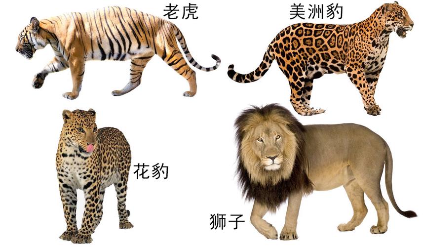 在辽宁抚顺咆哮的大型猫科动物,野生的只有虎豹两种可能性
