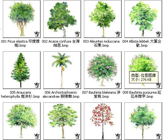 园林绿化 景观效果图 手绘园林植物立面图百例,带名称(更新完) 精美的