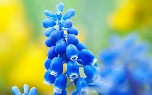 蓝色的花-美丽鲜花摄影壁纸