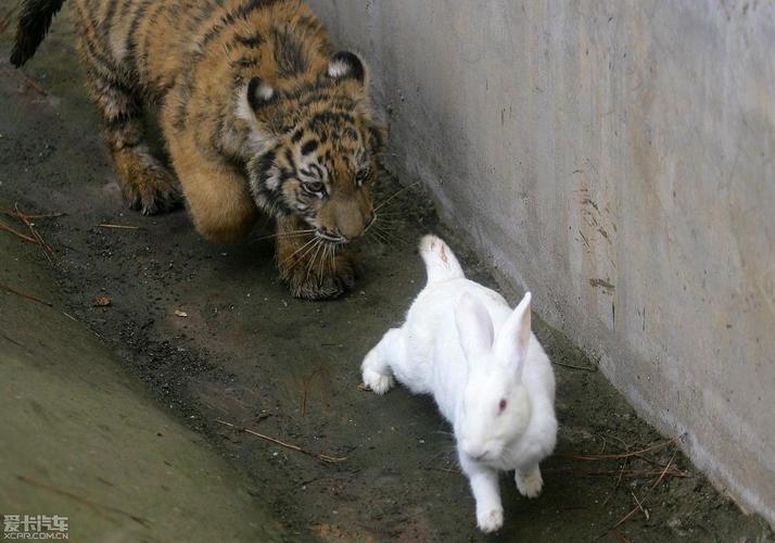 兔子和老虎