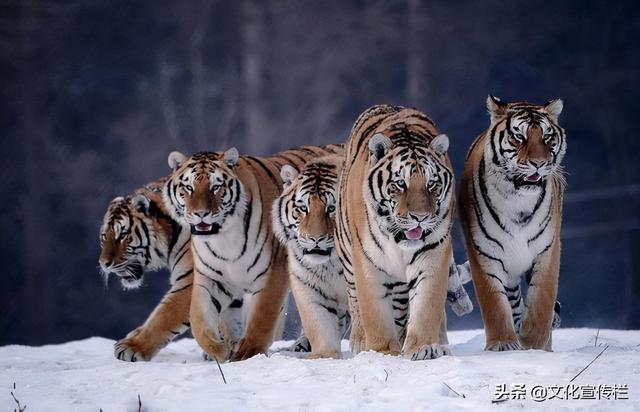 虎(panthera tigris)是一种猫科动物,被称为兽中之王,为国家保护生物