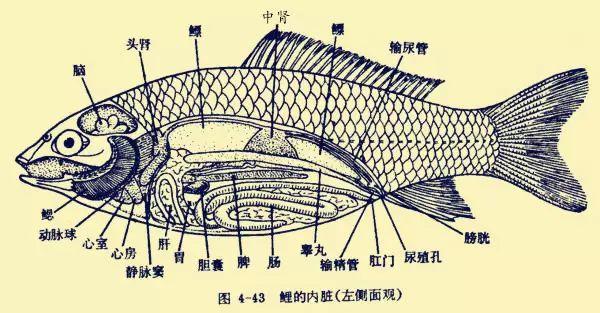 鱼的解剖图