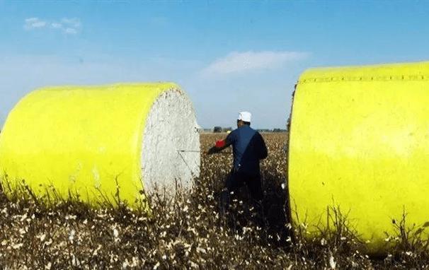 新疆地方第二批棉花补贴1.1元/公斤,已经公示_政策_方面_兵团