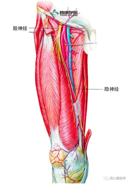 股神经支配的第二块肌肉为髂肌.这些肌肉共同称为髂腰肌(l2-l4).