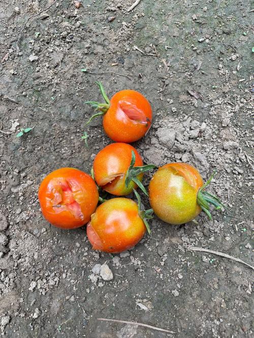 今天成熟了十几颗番茄97 结果鸟吃了一大半
