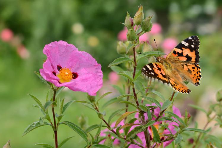 蝴蝶和花丛