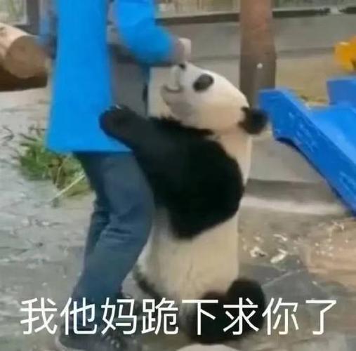 我他妈跪下求你了大熊猫表情包跪下大熊猫表情