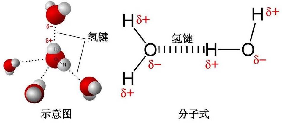 水分子间氢键的形成.