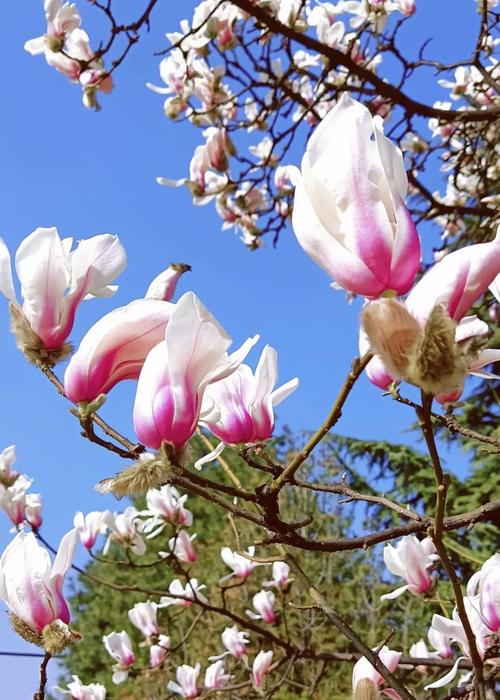 形容春季花开的词语描写春天里盛开的花
