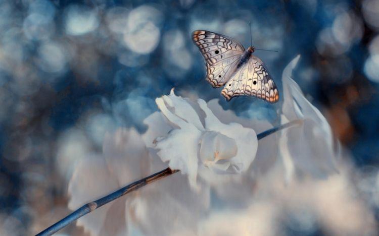 摄影飞舞中的蝴蝶唯美动物图片分享!