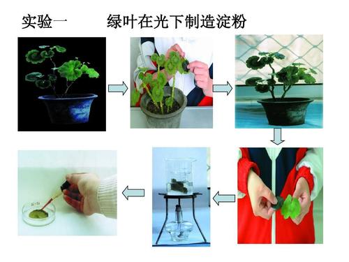 人教版九年级专题复习:绿色植物进行光合作用和呼吸作用答案ppt