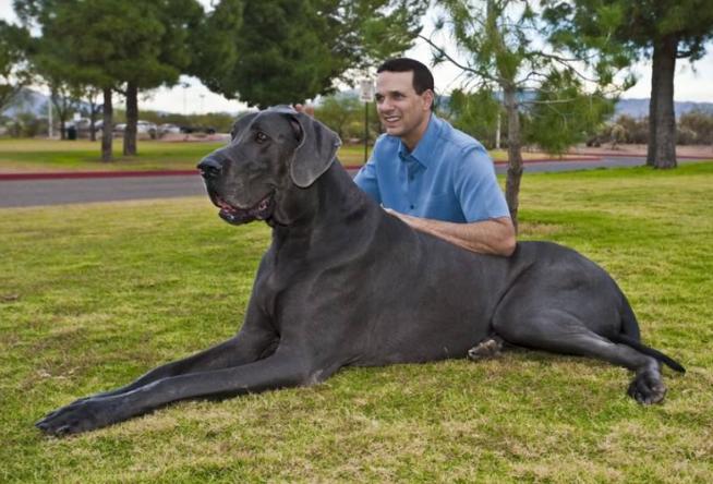 世界最大的十大犬种 体型大战斗力强,有你喜欢的吗