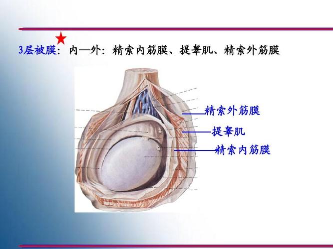 3层被膜:内—外:精索内筋膜,提睾肌,精索外筋膜 精索外筋膜 提睾肌