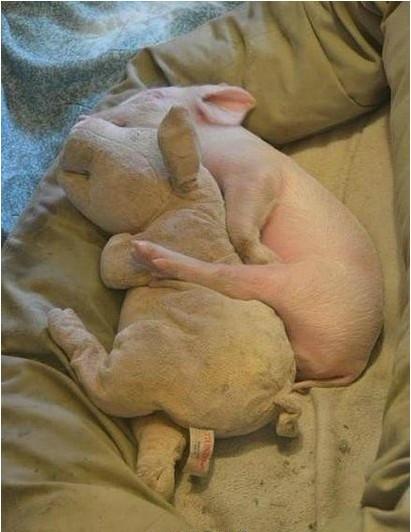 5分|胡图图姐|     分类:明星 就是一只小猪抱着一只小猪布娃娃睡觉