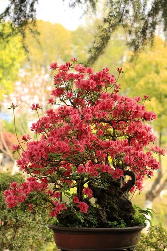 杜鹃花是中国十大传统名花之一.花开时节娇艳美丽,如云如霞,一片璀璨.