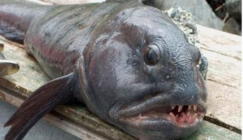 狼鳗鱼为什么不能捉它们属于肉食性鱼类拥有很强的攻击性