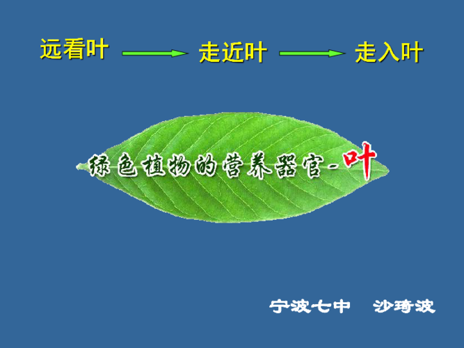 1绿色植物的营养器官叶