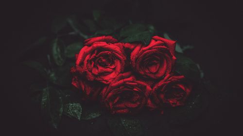 壁纸 红玫瑰,水滴,黑暗 3840x2160 uhd 4k 高清壁纸, 图片, 照片