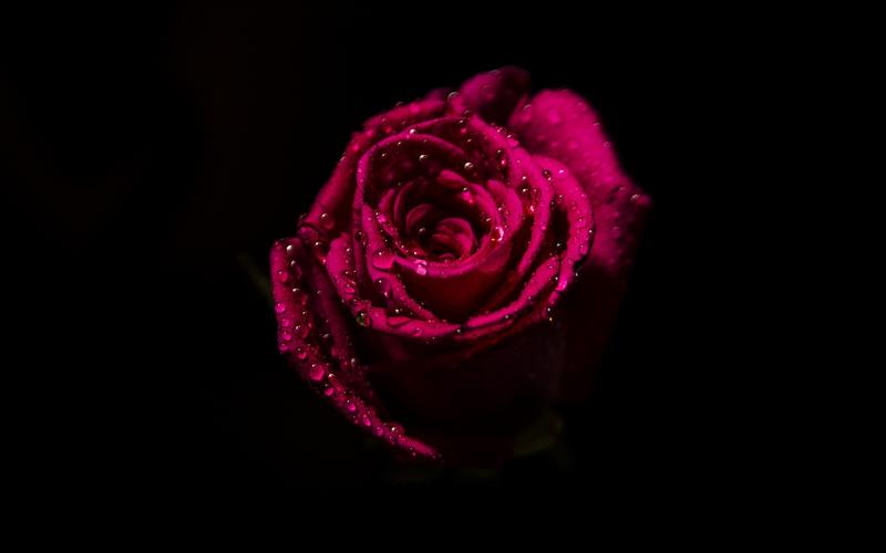 红玫瑰花瓣水滴黑色的背景