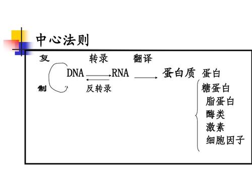 生物制药 实验室 中心法则 复 dna 制 反转录 转录 翻译 rna 蛋白质