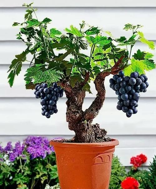 盆栽葡萄