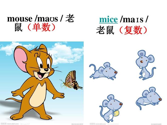 mouse /ma s / 老 鼠(单数) mice /ma s / 老鼠(复数)
