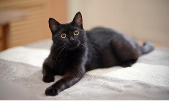 梦到黑猫是什么预兆梦见黑猫周公解梦解释