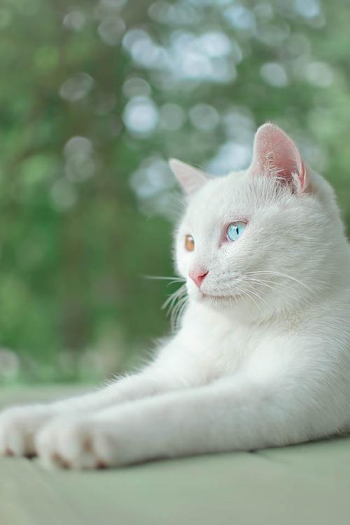 白色猫咪名字大全