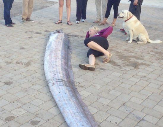 世界上最大的带鱼 美国加州发现最大的带鱼6米长