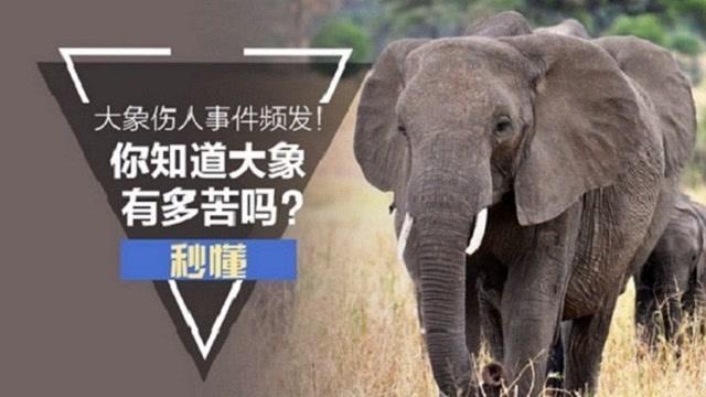 大象伤人事件频发!你知道大象有多苦吗?