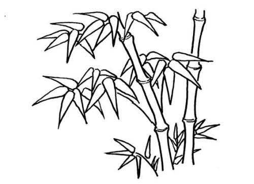 竹子种子的生长过程简笔画