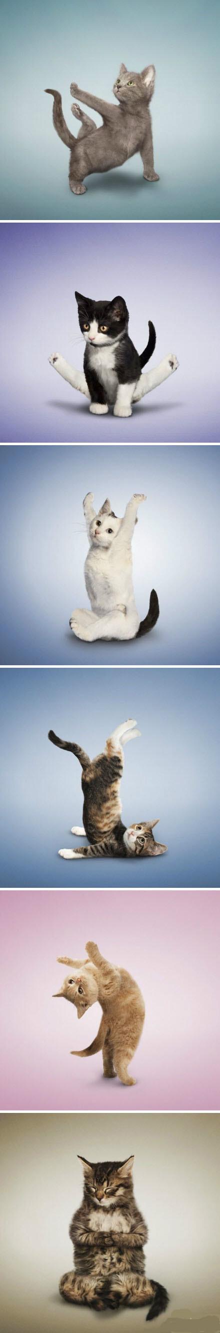 怪不得猫那么优雅,原来是因为练瑜伽