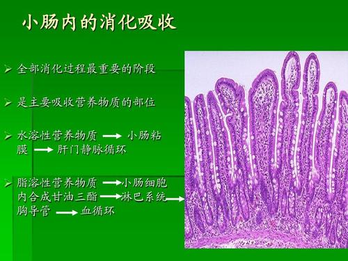 水溶性营养物质 小肠粘 膜 肝门静脉循环   脂溶性营养物质 小肠细胞