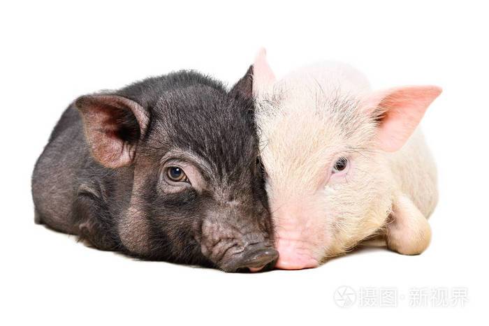 两只猪的照片