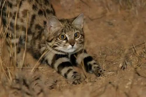 锈斑豹猫的猎物怎么死的被萌死的