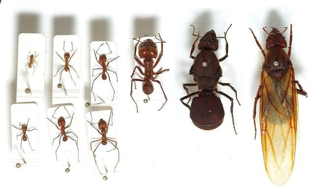 这是阿塔切叶蚁各等级蚂蚁的体型对比图,最右边两只是交配前后的生殖
