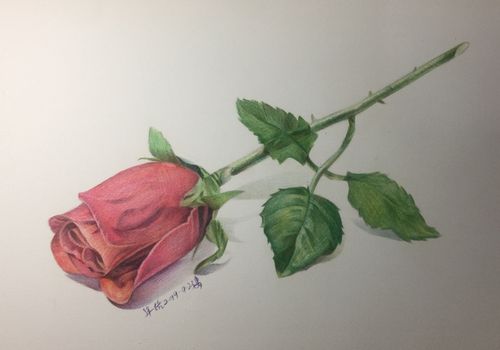玫瑰花彩铅手绘