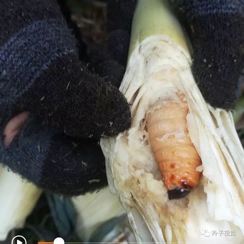 八月昭平的竹笋正是美味可口时还记得小时候吃过的竹笋虫吗