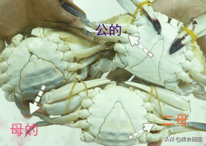 渔民教你如何区分螃蟹公母的方法,辨别螃蟹公母技巧看这1张图!