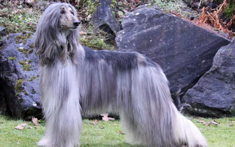 阿富汗猎犬高清大图长毛的狗狗